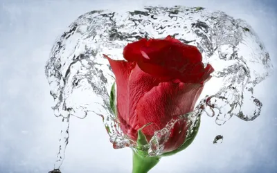 Красные розы на черном фоне фотография Stock | Adobe Stock