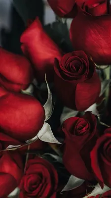 Яркие красные розы в саду. фотография Stock | Adobe Stock