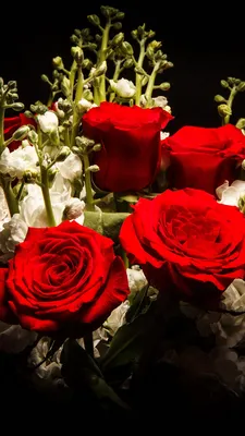 Картинка букет роза красные Цветы Маттиола Черный фон 1080x1920