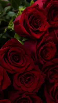 Букет цветов красных роз - обои на телефон