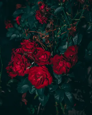 Заставки телефона с красивыми розами (39 фото)