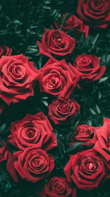 26+ Красные Розы обои на телефон от gakovleva