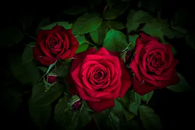 Букет из 5 красных роз (50 см ) за 1290р. Позиция № 1948