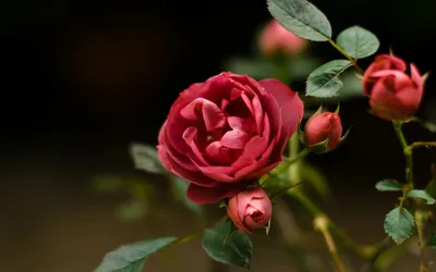 Две красные розы: обои с цветами, картинки, фото 1600x1200