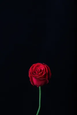 Фотография букет Розы Красный Цветы Белый фон