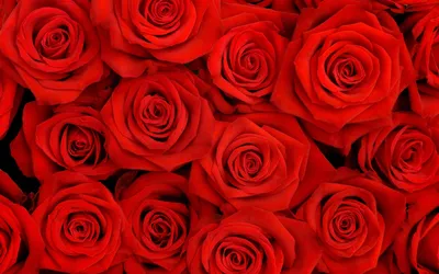 Чехол-панель (накладка) на Samsung Galaxy S9 Красные розы на белом фоне -  1060t-1355-395-(Украина) - замовити в інтернет-магазині - Elitcases|  Интернет-магазин Elitcases