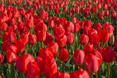 Фотообои Красные тюльпаны в росе купить на стену • Эко Обои