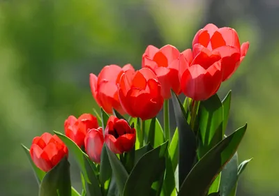Фотографии красных Тюльпаны Поля Цветы Много