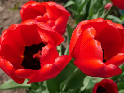 Красные тюльпаны - Dénia.com