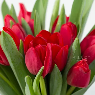 Купить красные тюльпаны с доставкой по Екатеринбургу - интернет-магазин  «Funburg.ru»