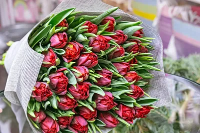 Красные тюльпаны в коробке (XXL) от 319 тюльпанов - купить в  интернет-магазине Rosa Grand