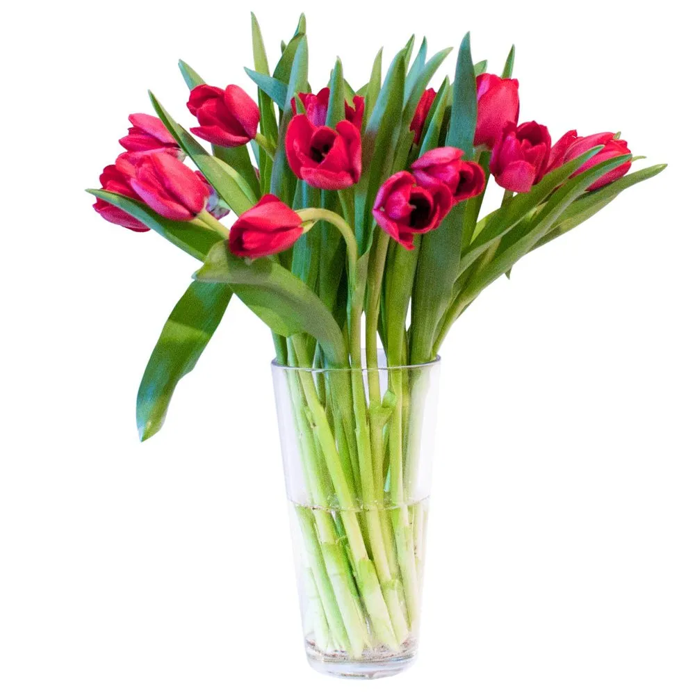 Тюльпаны Villeroy Boch. Букет тюльпанов Villeroy & Boch. Красные тюльпаны. Тюльпаны на белом фоне. Можно ли ставить тюльпаны с розами