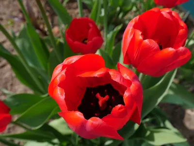 Красные Тюльпаны символ весны и тепла