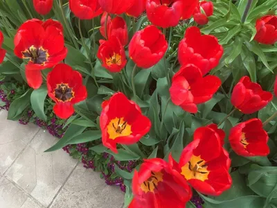 Цветущие Красные Тюльпаны В Саду — стоковые фотографии и другие картинки  Без людей - Без людей, Весна, Время года - iStock