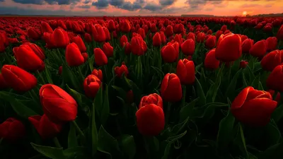 Бесплатные Красные тюльпаны стоковые фотографии | FreeImages