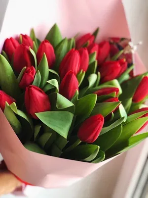 Красные Тюльпаны Яркие - Бесплатное фото на Pixabay - Pixabay