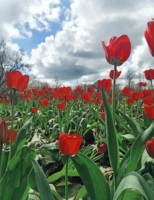 Красные тюльпаны картинки - 64 фото