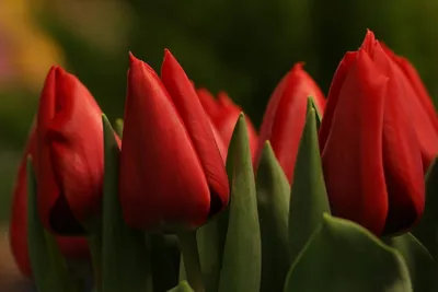 Красные тюльпаны 21 - купить с доставкой недорого по Хабаровску и  Хабаровскому краю