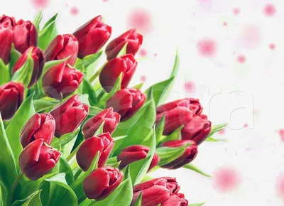 Красные тюльпаны - купить с доставкой в Омске - LAVANDA