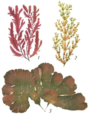 Картинки красные водоросли