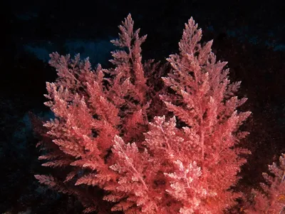 Красные водоросли стоковое фото. изображение насчитывающей вода - 278156832