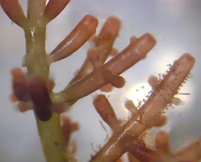 красные водоросли под микроскопическим видом Стоковое Изображение -  изображение насчитывающей природа, среда: 251523195