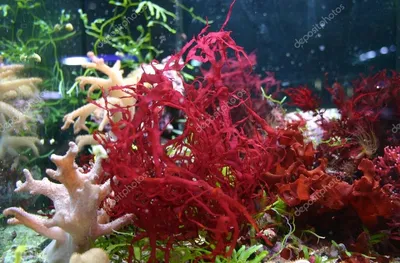 Красные водоросли или багрянки | Мир животных | Дзен