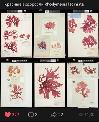 Красные водоросли — Википедия
