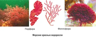 Красные водоросли помогут в создании лекарства от коронавируса | Новости  науки