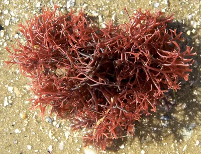 красные водоросли или водоросли редофиты Стоковое Изображение - изображение  насчитывающей водоросли, океан: 268086193