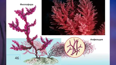 Атакуют красные водоросли - Проблемы борьбы с нежелательной живностью -  МОРСКОЙ АКВАРИУМ - форум Аква Лого