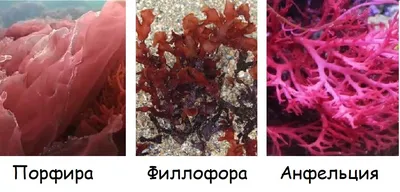 Красные и бурые водоросли | Bio Chem Channel | Дзен