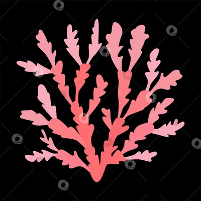 Морские водоросли: почему мы их не используем?