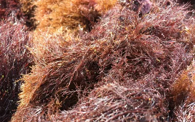 красные водоросли или рходофита изолированные прозрачные Png Стоковое  Изображение - изображение насчитывающей природа, морск: 261464743