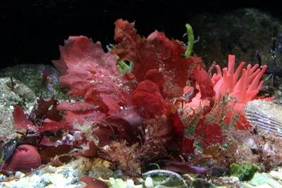 Размножение красных водорослей | это... Что такое Размножение красных  водорослей?