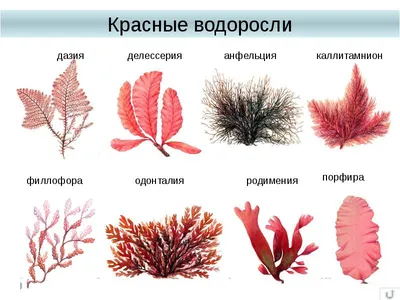 Внешняя форма тела красных водорослей [1977 - - Жизнь растений. Том 3.  Водоросли. Лишайники]