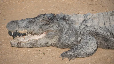 Настоящие крокодилы (род) — Википедия