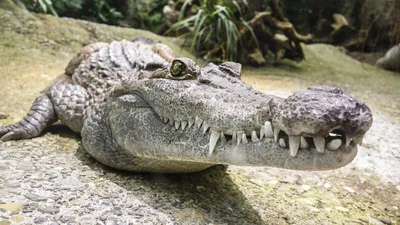 Есть ли у крокодила реальные враги в дикой природе | Дикая Природа | Дзен