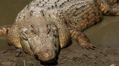 Краснодарские спасатели ловят сбежавшего крокодила :: Krd.ru