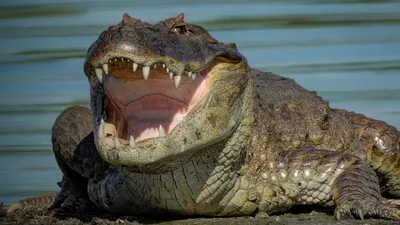 Осторожно, крокодил! | Оружейный журнал «КАЛАШНИКОВ»