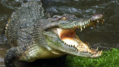 Ребенок сумел отбиться от напавшего на него крокодила - Газета.Ru | Новости