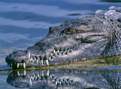 Есть ли у крокодила реальные враги в дикой природе | Дикая Природа | Дзен