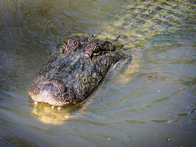 Появление крокодила у моря в Дагестане оказалось фейком из Австралии | ИА  Красная Весна