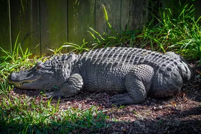 Может ли крокодил жить без хвоста? | Пикабу
