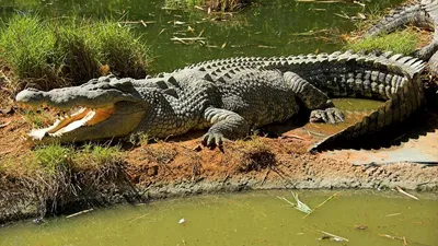 Гребнистый крокодил охотится на людей - самый опасный древний вид  рептилий!! - YouTube
