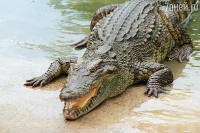 Купить чучело крокодила: 520 000 руб, цена в Москве - интернет-магазин  Дикоед