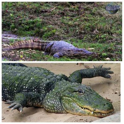 3 крокодила стоковое фото. изображение насчитывающей кожа - 30619870