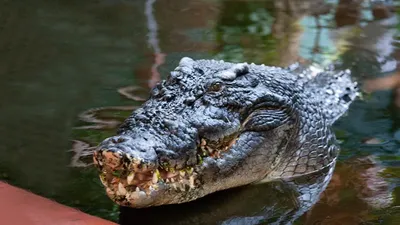 Ему 120 лет. В книге Гиннесса рассказали о судьбе гигантского крокодила |  РБК Life