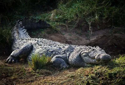 Крупный план крокодила · Бесплатные стоковые фото
