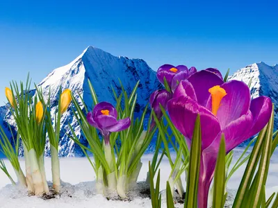 Фото гора Снег Цветы Крокусы вблизи 1600x1200